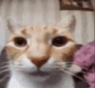 Meow